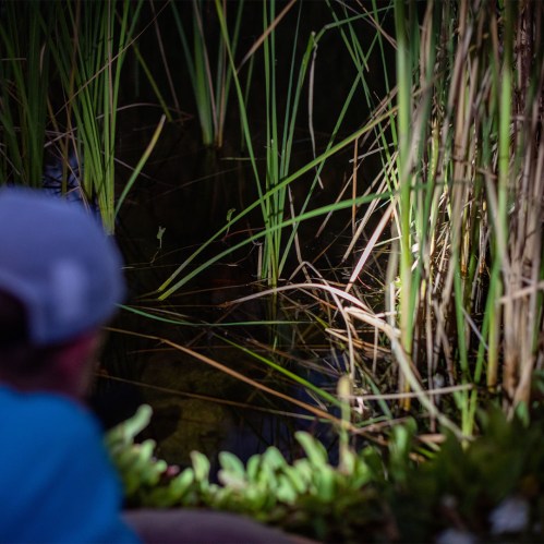 A person in a blue shirt observes a dark pond surrounded by tall grass and illuminated by a soft light.