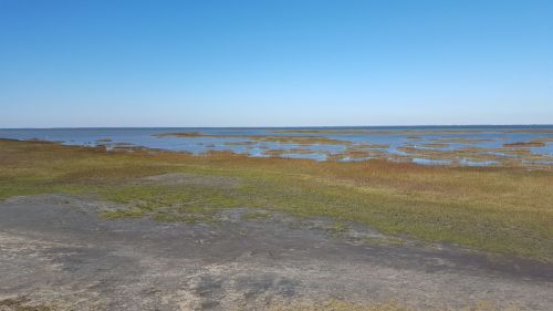 A serene landscape featuring a calm body of water with patches of grass and a clear blue sky.