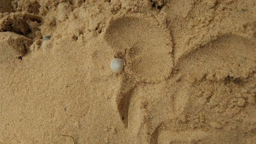 A small white object nestled in light brown sand, surrounded by footprints and textured sand patterns.