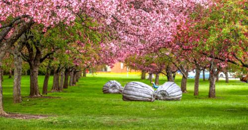 A vibrant park scene with blooming pink trees and large, gray sculptures on a grassy area.