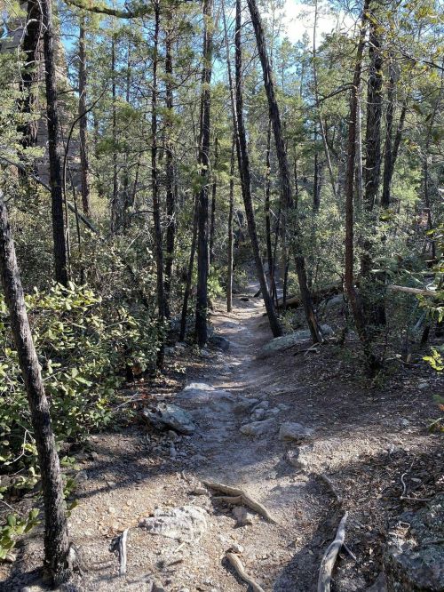 A narrow dirt path winding through a dense forest of tall trees and rocky terrain.