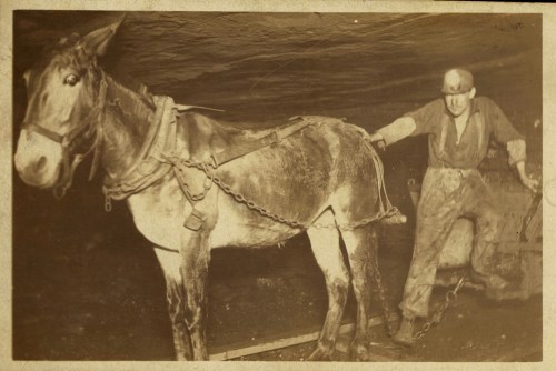 A miner in a helmet works with a harnessed mule in a dimly lit underground setting.