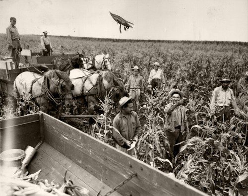 A historical black-and-white photo of farmers harvesting corn, with horses and a man throwing a corn husk in the air.
