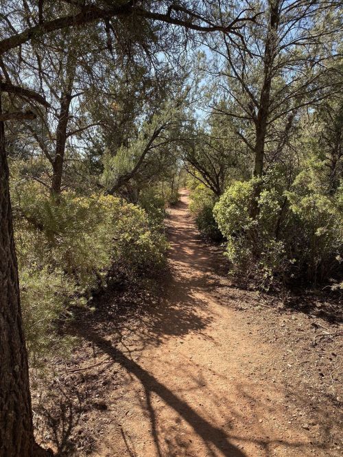 A dirt path winding through a forest, surrounded by trees and shrubs under a clear blue sky.