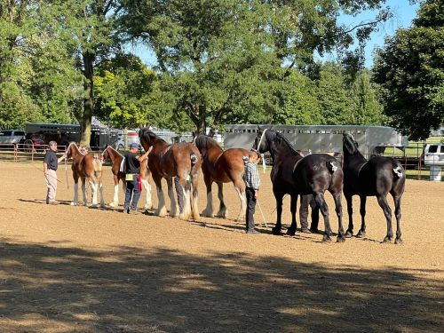 A line of horses with handlers in a sunny outdoor arena, surrounded by trees and trailers in the background.