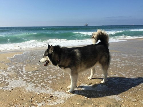 A husky dog stands on the beach, looking at the waves under a clear blue sky.