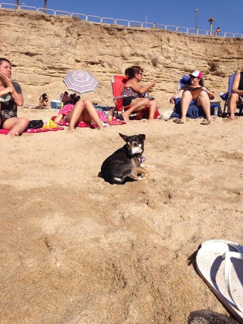 A small dog lounging on the sand at the beach, with people relaxing on beach chairs in the background.