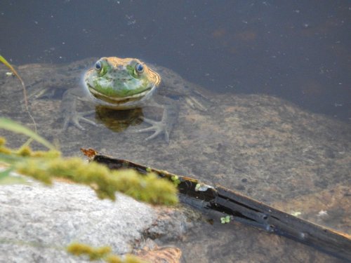 A frog sits on a rock partially submerged in water, with green and brown hues blending into its surroundings.