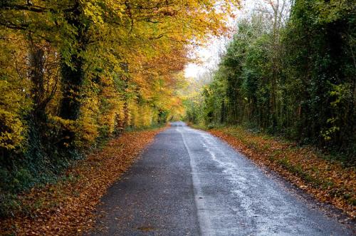 A serene, tree-lined road in autumn, with vibrant orange and yellow leaves and a wet pavement reflecting the colors.