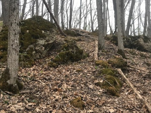 A forest scene with moss-covered rocks, bare trees, and fallen leaves on the ground.