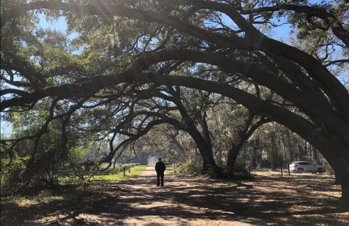 A person walks along a path shaded by large, arching trees on a sunny day. A car is parked nearby.