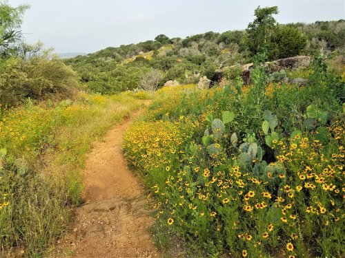 A winding dirt path through a vibrant field of yellow wildflowers and green vegetation under a cloudy sky.