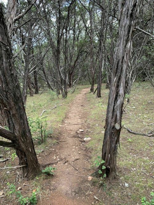 A narrow dirt path winding through a dense area of trees and shrubs.