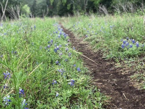 A narrow dirt path winds through a field of green grass and blue wildflowers under a cloudy sky.