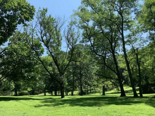 A sunny park scene with lush green grass and tall trees under a clear blue sky.