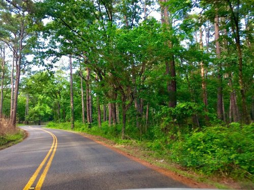 A winding road surrounded by lush green trees and foliage on both sides.
