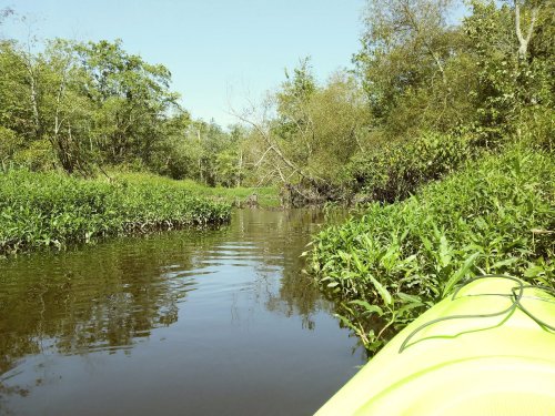 A serene waterway surrounded by lush greenery and trees, viewed from a kayak.