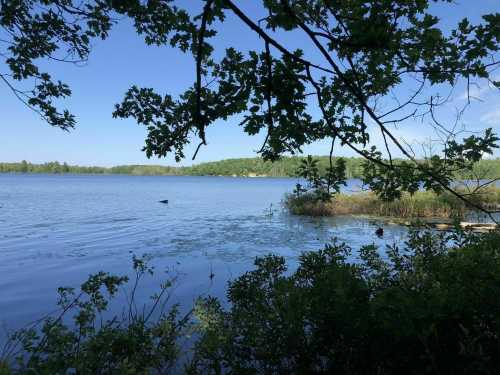 A serene lake view framed by green leaves, with calm water and distant trees under a clear blue sky.