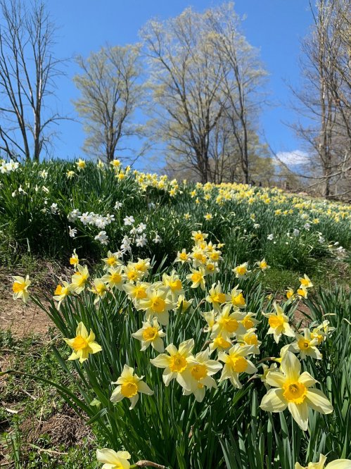 A vibrant field of yellow and white daffodils under a clear blue sky, with trees in the background.