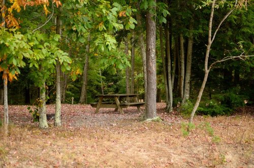 A secluded picnic area with a wooden table surrounded by trees and autumn foliage.