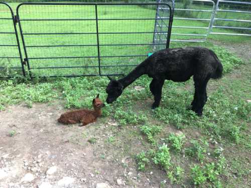 A black alpaca gently approaches a brown cria lying on the ground in a grassy area near a fence.