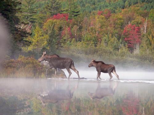 A moose and her calf walk through misty water, surrounded by colorful autumn foliage and trees.