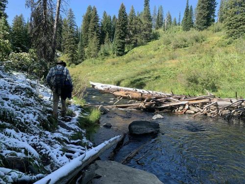 A person walks along a snowy riverbank surrounded by green trees and a clear blue sky.