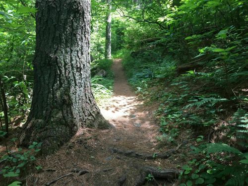 A narrow dirt path winds through a lush green forest, flanked by tall trees and dense foliage.