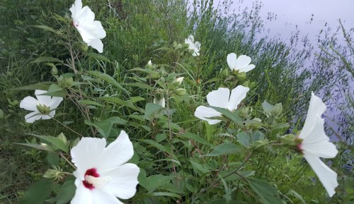 White flowers with red centers bloom among lush green foliage by a calm body of water.