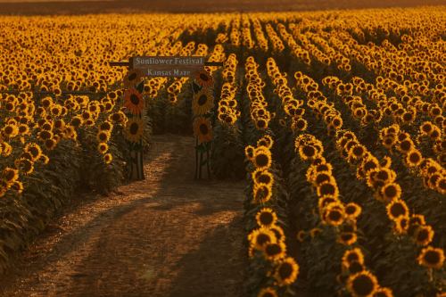 A pathway leads through a vibrant sunflower field, marked by a sign for the Sunflower Festival and Kansas Maze.