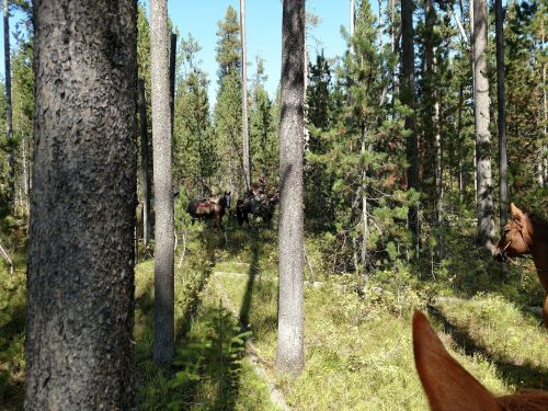 A view of a forest with tall trees and horses visible in the background, surrounded by greenery.