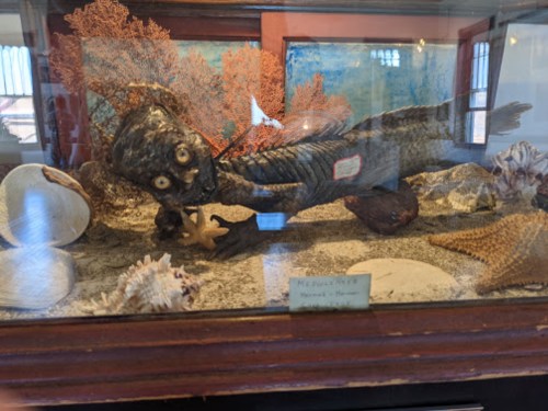 A preserved fish specimen displayed in a glass case with shells and coral in the background.