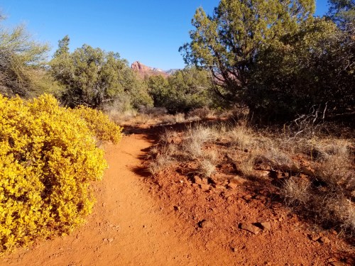 A winding dirt path through a desert landscape with yellow bushes and green trees under a clear blue sky.
