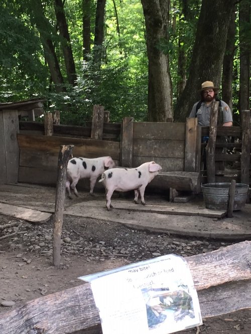 A park ranger stands near a wooden pen with two spotted pigs in a wooded area. A sign is visible in the foreground.