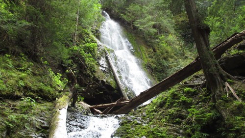 A cascading waterfall surrounded by lush greenery and fallen logs in a serene forest setting.