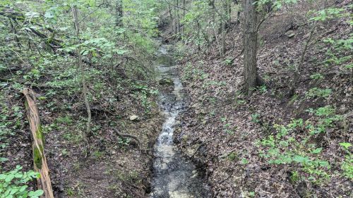 A serene forest scene featuring a small stream flowing through a wooded area with lush green foliage and fallen leaves.