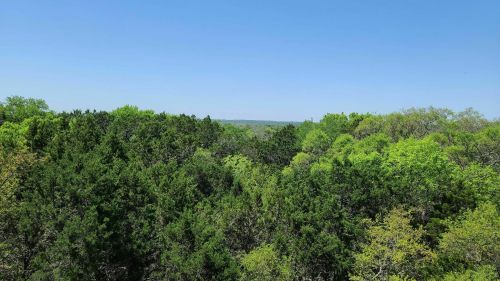 Lush green trees under a clear blue sky, showcasing a vibrant forest landscape.