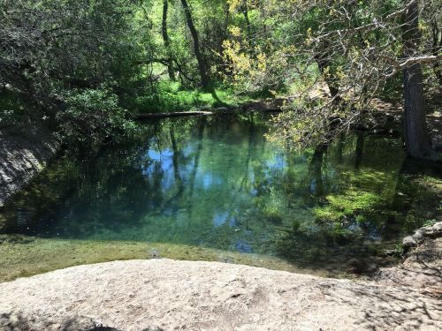 A serene pond surrounded by lush greenery and trees, reflecting the blue sky and sunlight.
