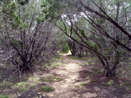 A narrow dirt path winding through a dense thicket of trees with sparse foliage.