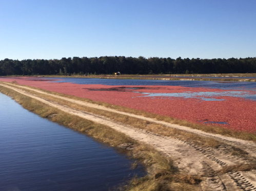 A vibrant cranberry bog with bright red berries, bordered by water and surrounded by trees under a clear blue sky.
