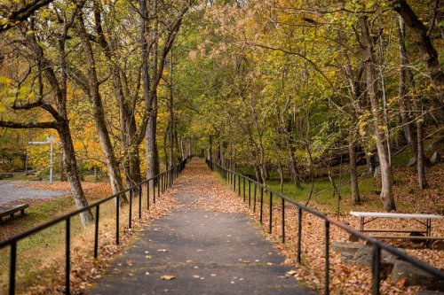 A peaceful pathway lined with trees, surrounded by autumn foliage and scattered leaves on the ground.