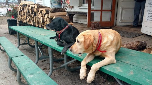 Two dogs, a black lab and a yellow lab, relax on a green bench near a stack of firewood.