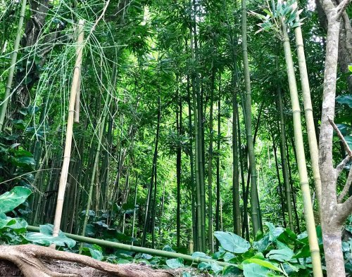 Lush bamboo forest with tall green stalks and dense foliage, creating a serene and vibrant natural environment.