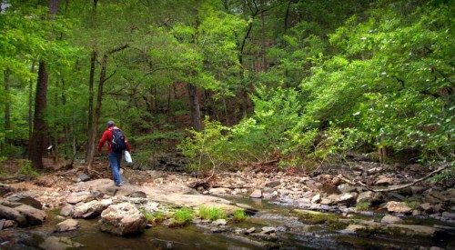 A person in a red jacket walks along a rocky stream surrounded by lush green trees and foliage.