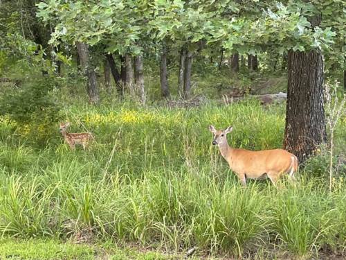 A deer and a fawn stand in a grassy area surrounded by trees and wildflowers.