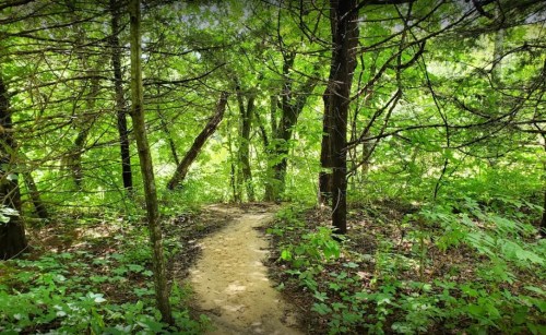 A winding dirt path through a lush, green forest with dense trees and foliage on either side.