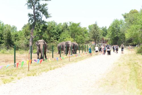 A dirt path with people walking, alongside a fence where elephants are grazing in a green, sunny environment.