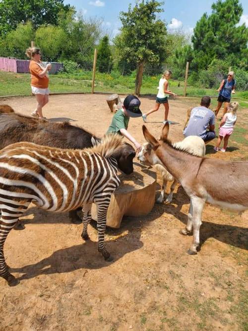 Children and adults interact with animals, including a zebra and a donkey, in a sunny outdoor setting.