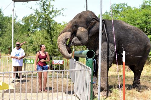 A woman interacts with an elephant at a sanctuary, while a man observes in the background. Signs read "Zola" and "Rosie."