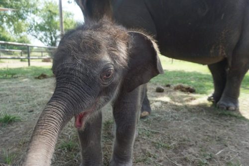 A close-up of a playful baby elephant with big ears, standing on grass near an adult elephant in the background.